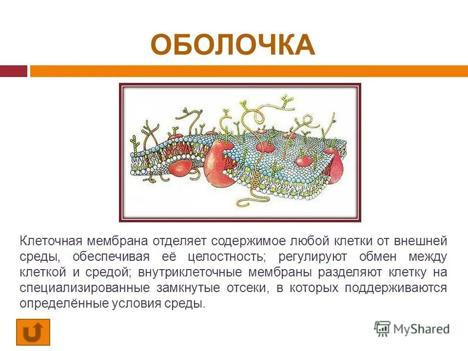Наружная клеточная мембрана. Функция плазматической мембраны в клетке бактерии. Целостность клетки. Рецепторная функция клеточной мембраны. Оболочка которая отделяет клетку от внешней среды.