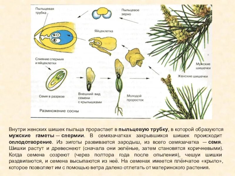 Пыльцевое зерно является