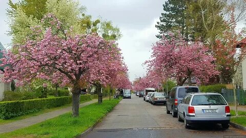 Сакура абакан