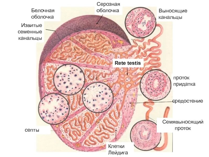 Воспаление серозной оболочки. Мужская половая система семенник гистология. Сем еникгистология строение. Строение семенника гистология. Строение мужской половой системы гистология.