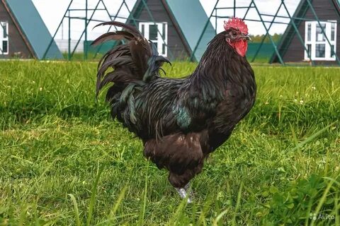 Джерсийский гигант фото и описание отзывы куры