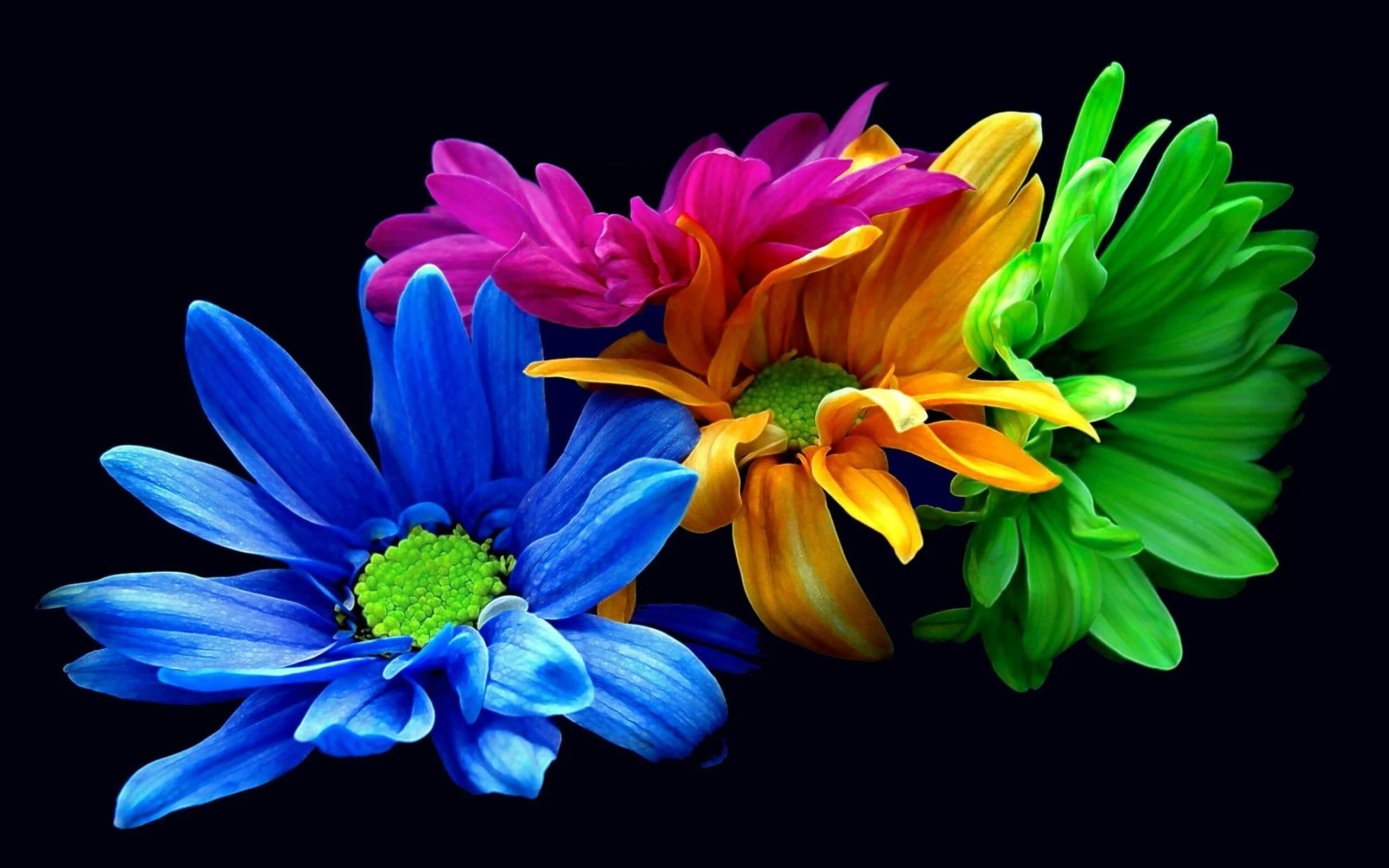 It s beautiful flower. Яркие цветы. Разноцветные цветы. Красивые яркие цветы. Яркие цветочки.