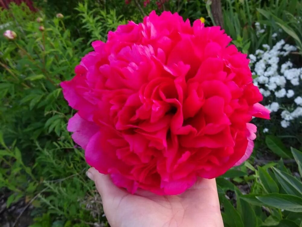 Пион молочноцветковый комманд перформанс. Пион командор перфоманс. Пион травянистый комманд перформанс. Пион комманд перфоманс. Пион молочноцветковый комманд перфоманс.