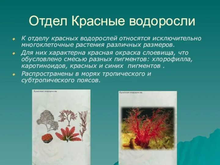Презентация на тему красные водоросли. Красные водоросли кратко. Красные водоросли биология. Отдел красные водоросли презентация.