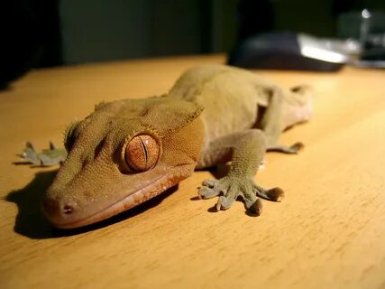Gecko version