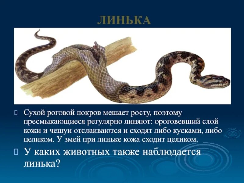 Роговой покров. У кого впервые появился роговой покров. Кожный покров пресмыкающихся. Покровы тела животных таблица. Покровы тела пресмыкающихся.