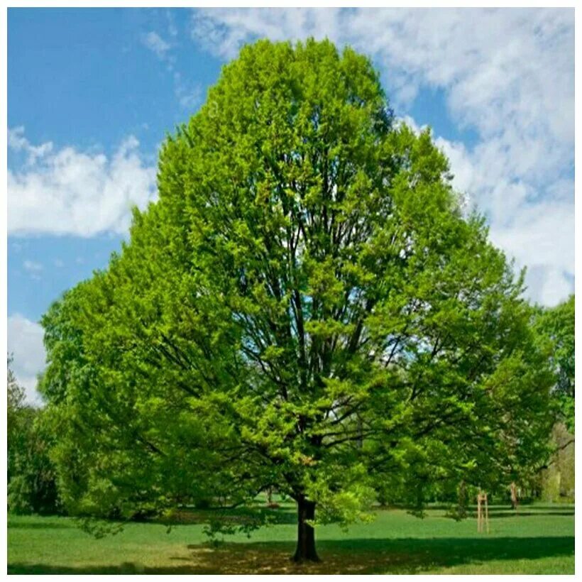 Граб обыкновенный ареал carpinus betulus. Граб обыкновенный дерево. Carpinus betulus. Carpinus betulus (граб обыкновенный) 'fastigiata'. Граб обыкновенный дерево.
