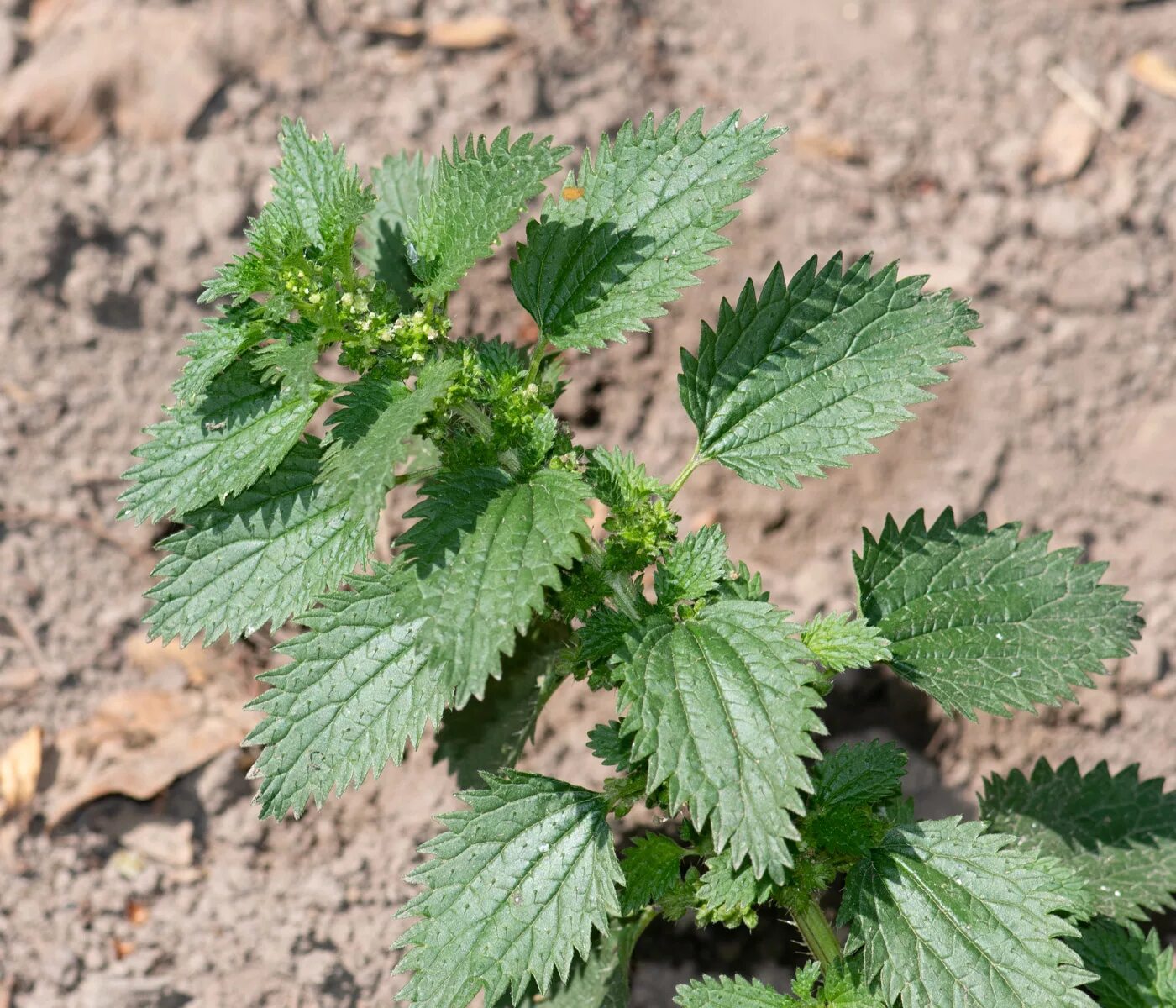 Маленькая крапива. Крапива двудомная. Urtica urens. Крапива жгучая (Urtica urens). Крапива двудомная и крапива жгучая.