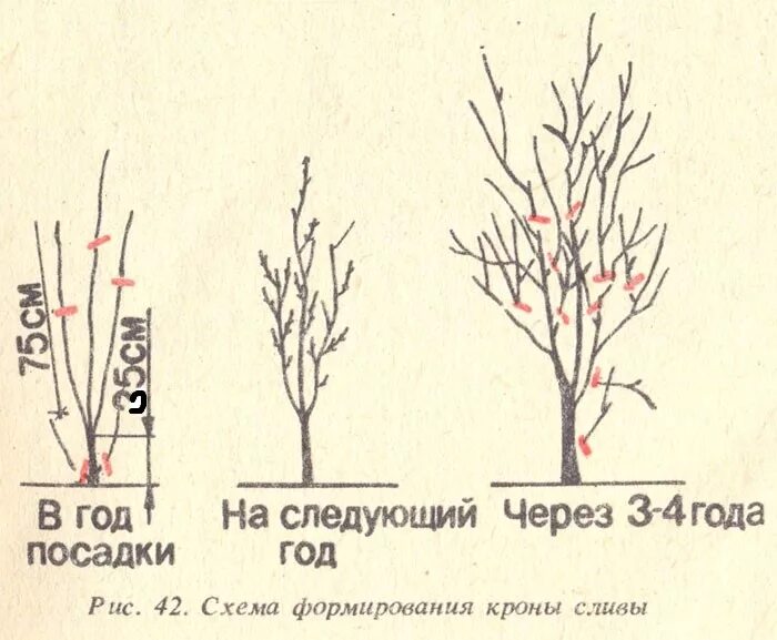 Как обрезать молодую черешню. Формирование кроны алычи схема.