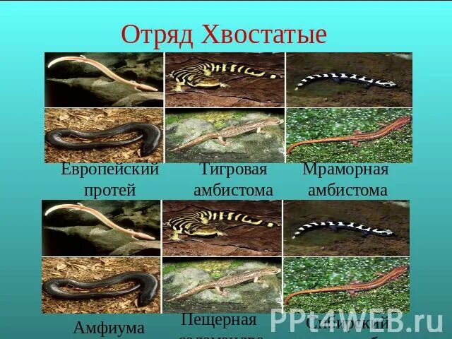 представители хвостатых земноводных. обыкновенный тритон хвостатые земноводные. класс амфибии отряд хвостатые. представители отряда хвостатые. представители отряда хвостатые.