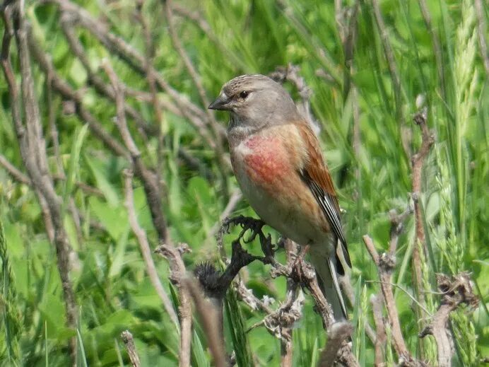 Common Linnet (Linaria Cannabina) Beautiful birds, Bird, Small birds