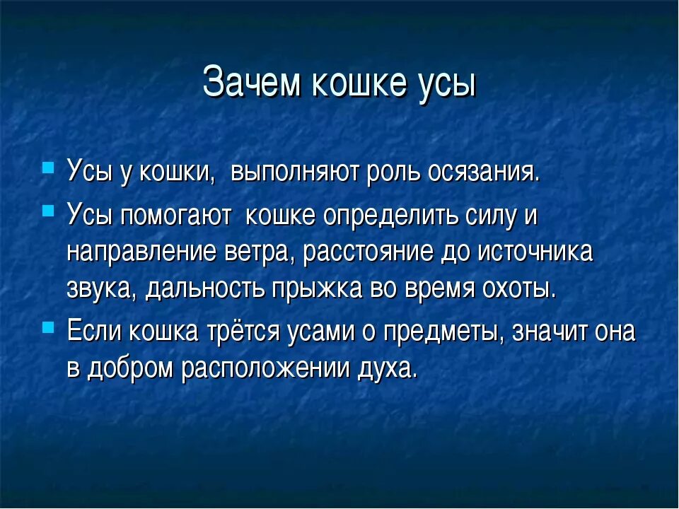 Зачем кошкам усы