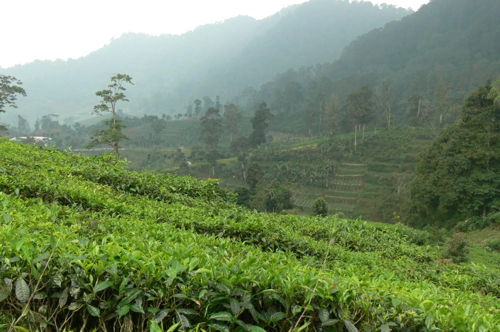 Остров плантация. Индонезия чайные плантации. Чайные плантации Бали. Сельскохозяйство Индонезия. Чай с плантаций в Индонезии.