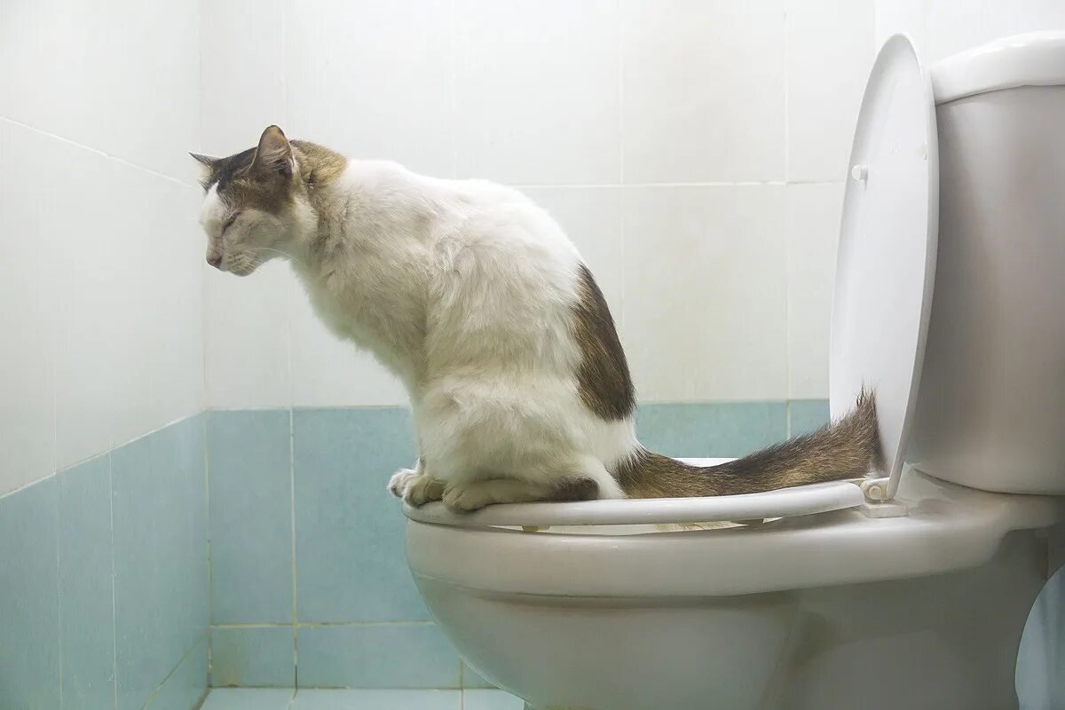 Кот какает. Кошка долго ходит в туалет по маленькому. Унитаз для кошек. Приучить кота ходить в унитаз. Кот в туалете.