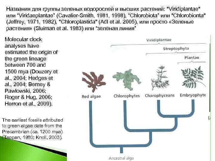 Водоросли и высшие растения. Adl et al 2005. Растения группы зелёные водоросли. Отличие водорослей. Название низших растений.