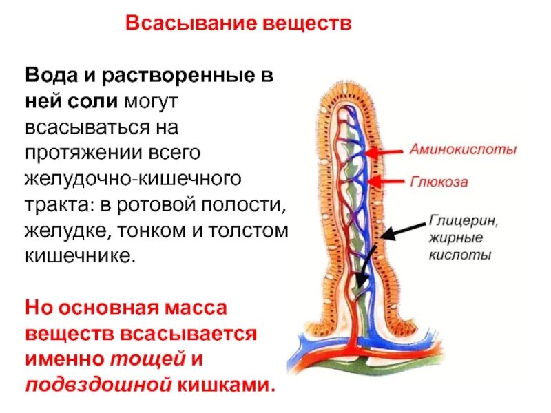 Всасывание питательных веществ в кишечнике. Строение кишечной ворсинки. Основное всасывание воды и питательных веществ происходит в. Всасывание в тонком кишечнике физиология. Всасывание воды происходит в желудке