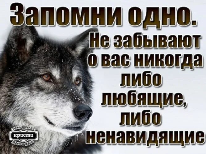 Запомнили забудьте волк. Либо любите либо ненавидьте меня. Меня либо любят либо ненавидят. Либо никогда. Ненавидящий скошенный