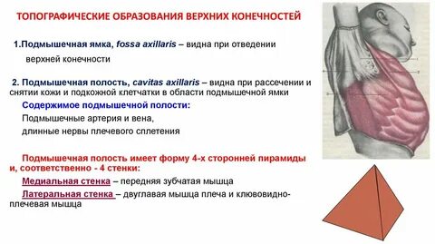 Подмышечная полость