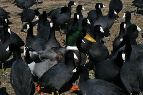 Black duck