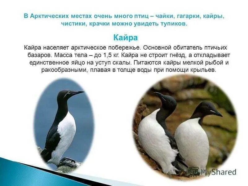 Сообщение о гагарке