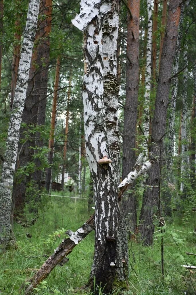 Срубили березу какой