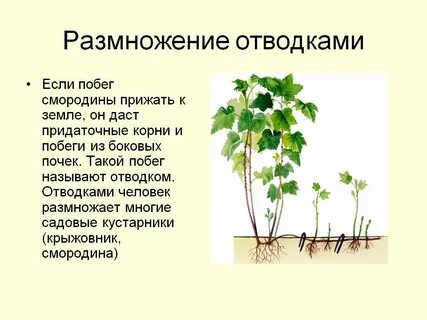 Что такое вегетация у растений смородины
