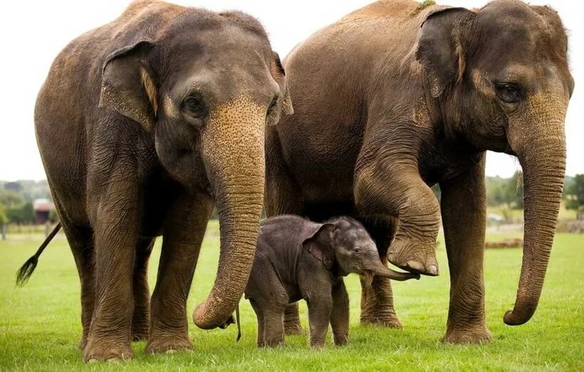 Слоник жив. Млекопитающие животные. Слоны. Слониха со слоненком. Фото слонов.