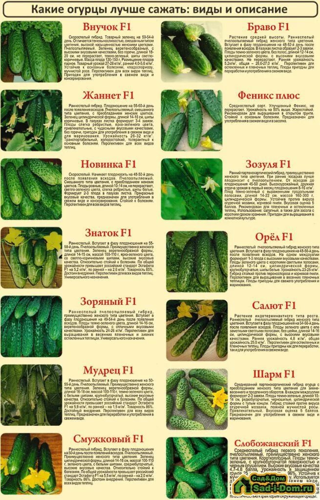 Какие семена огурцов купить для открытого грунта. Огурцы сорта высокоурожайные для теплиц. Огурцы название сортов самоопыляемые. Название сортов огурцов для открытого грунта. Гладкие сорта огурцов для теплицы.