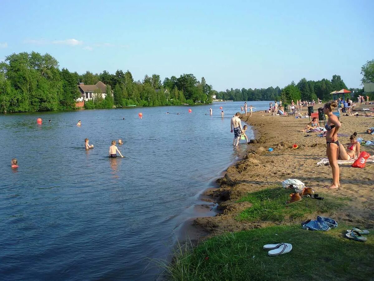 Офицерский пляж в Сестрорецке. Сестрорецкий разлив офицерский пляж. Озеро Сестрорецкий разлив пляж. Озеро разлив пляж офицерский. Зона купания