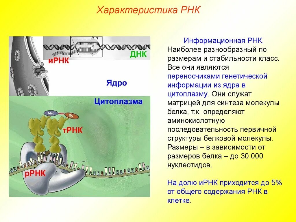 Особенности молекулы рнк. Характеристика молекул РНК. Характеристика информационной РНК. ИРНК характеристика. Описания молекулы информационной РНК..