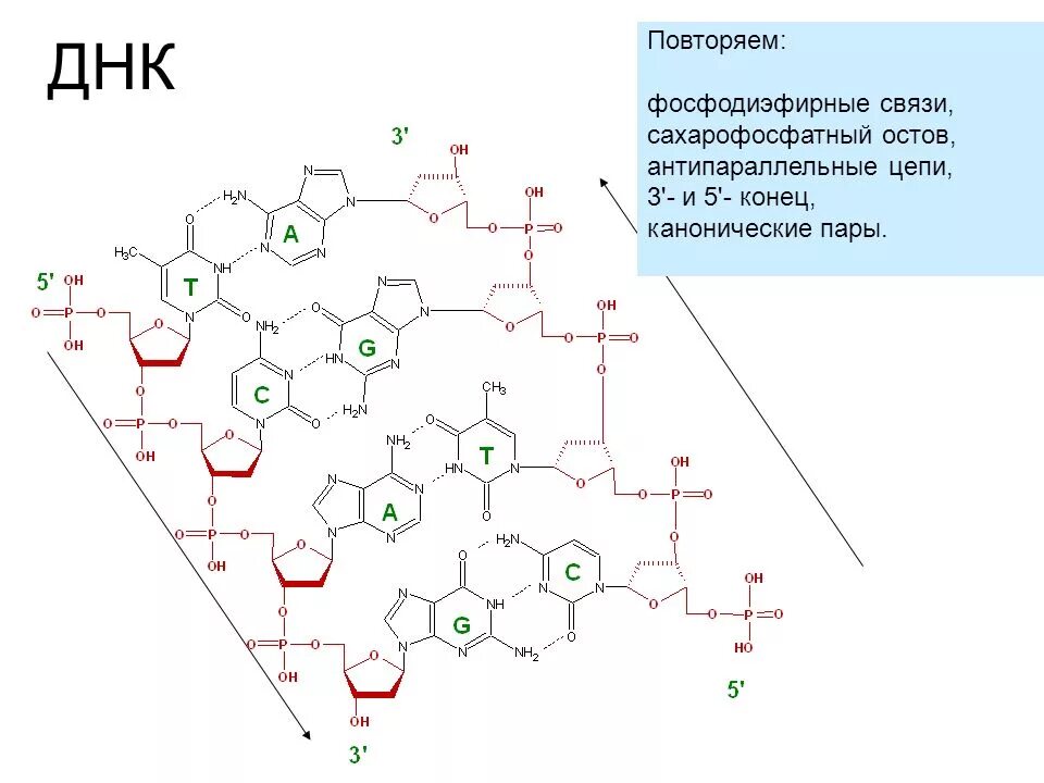 Фрагмент днк строение. Вторичная структура днк фосфодиэфирные связи. строение днк 5 и 3 концы. вторичная структура днк сахарофосфатный остов. строение днк антипараллельность.
