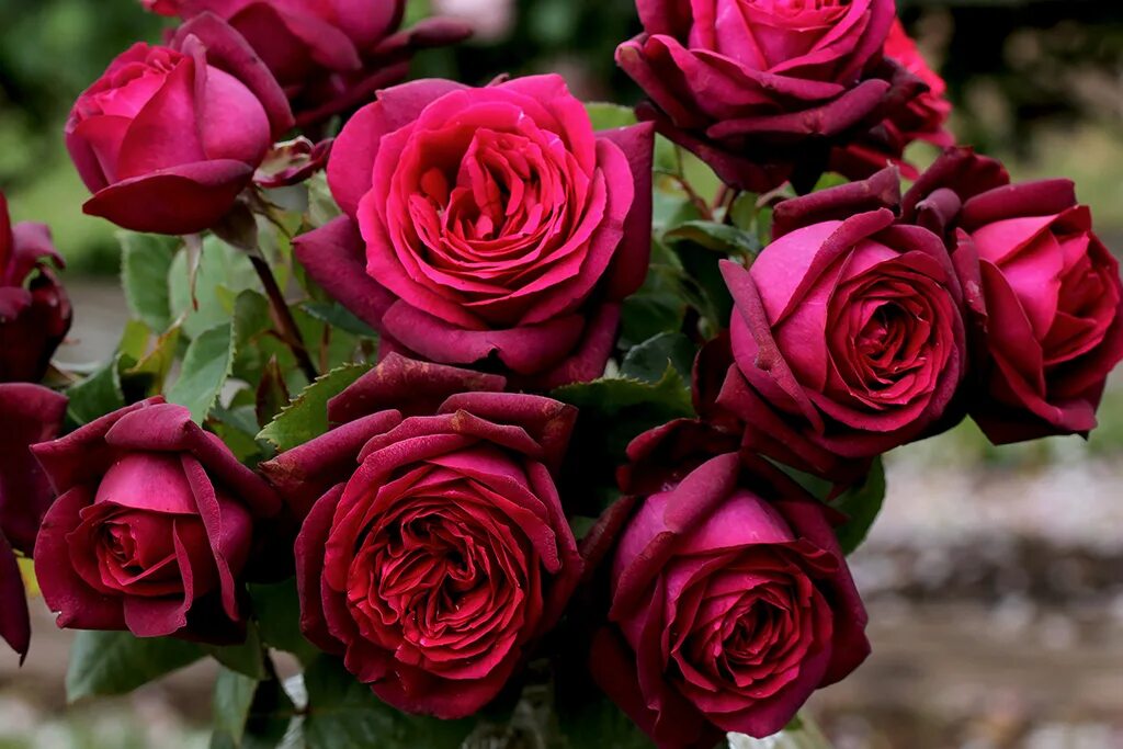 Rose desire. Rose desire. Rose desire. Rose desire. Rose desire.