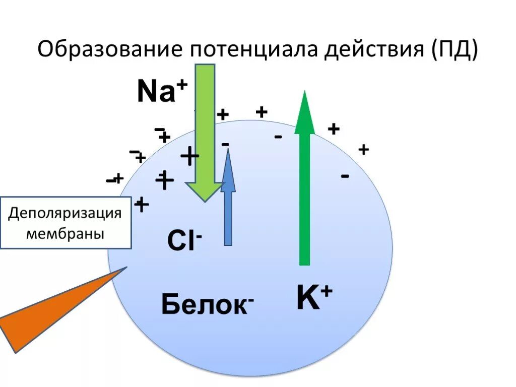 Мембранный потенциал деполяризация мембраны. Деполяризация мембраны потенциал действия. Деполяризация мембраны это. Образование потенциала действия.