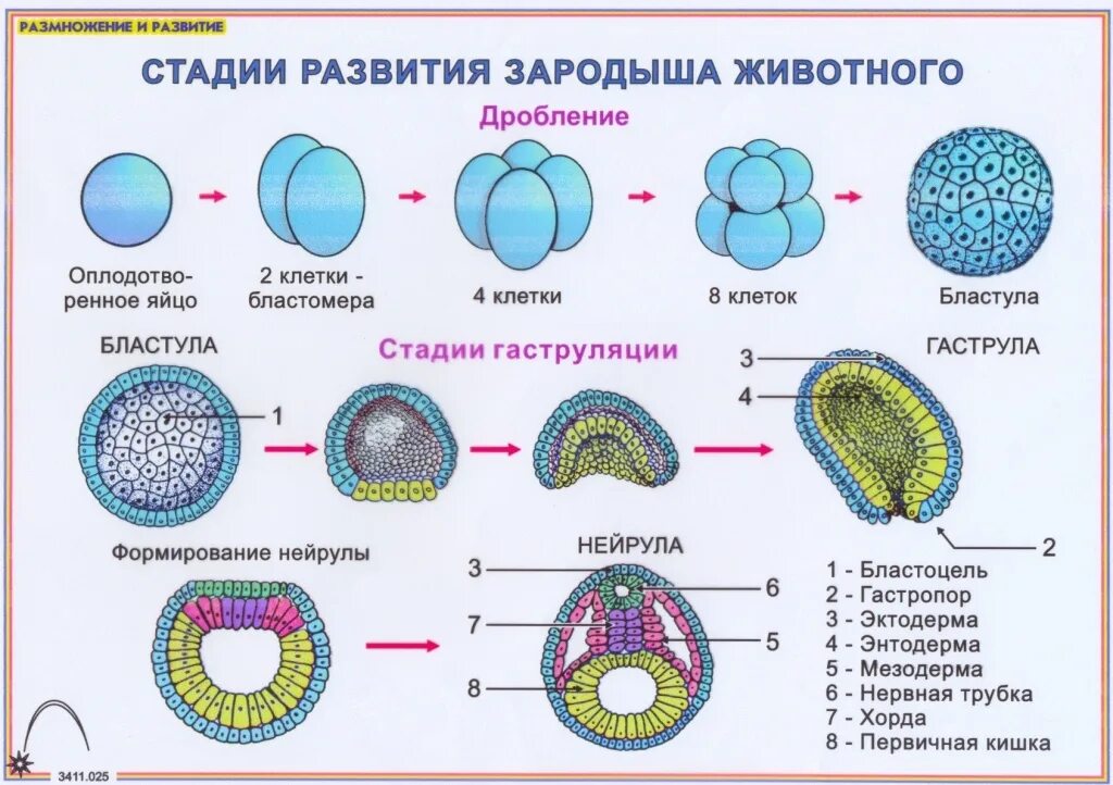 Начальный этап развития оплодотворенного яйца носит название. Эмбриогенез гаструла бластула. Стадии дробления бластулы гаструлы. Строение гаструлы ланцетника. Эктодерма энтодерма мезодерма бластула гаструла.