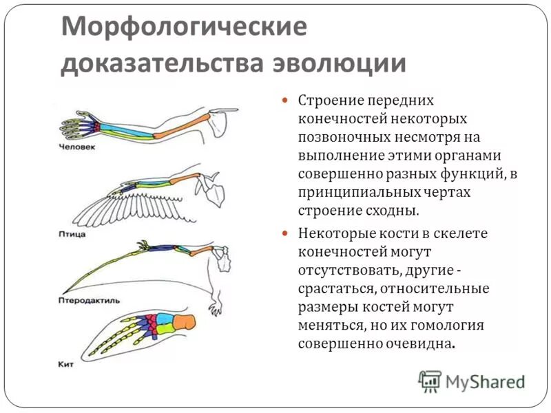 Тест по теме доказательства эволюции. Тест по теме доказательства эволюции