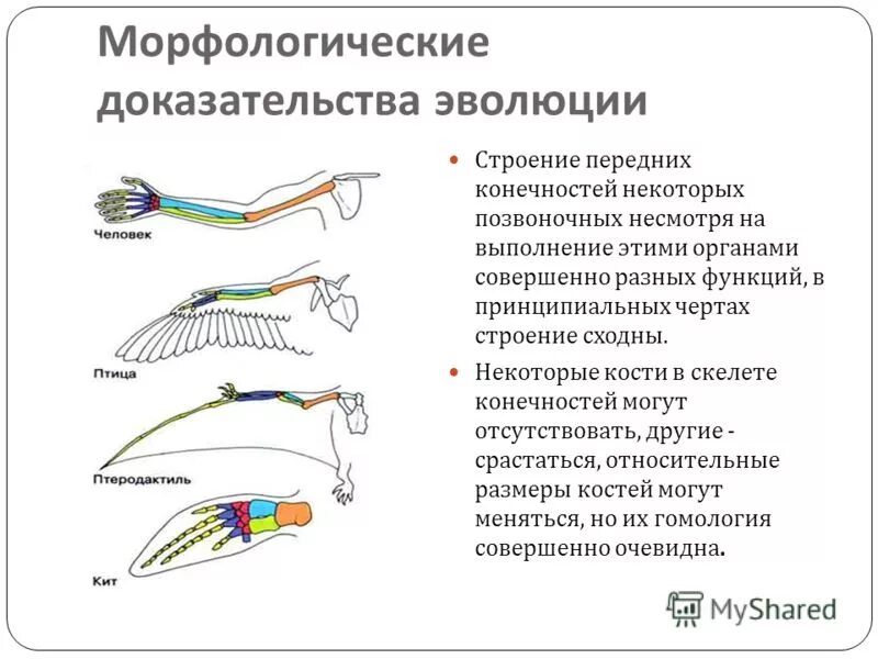 Органы имеющие сходное строение и происхождение