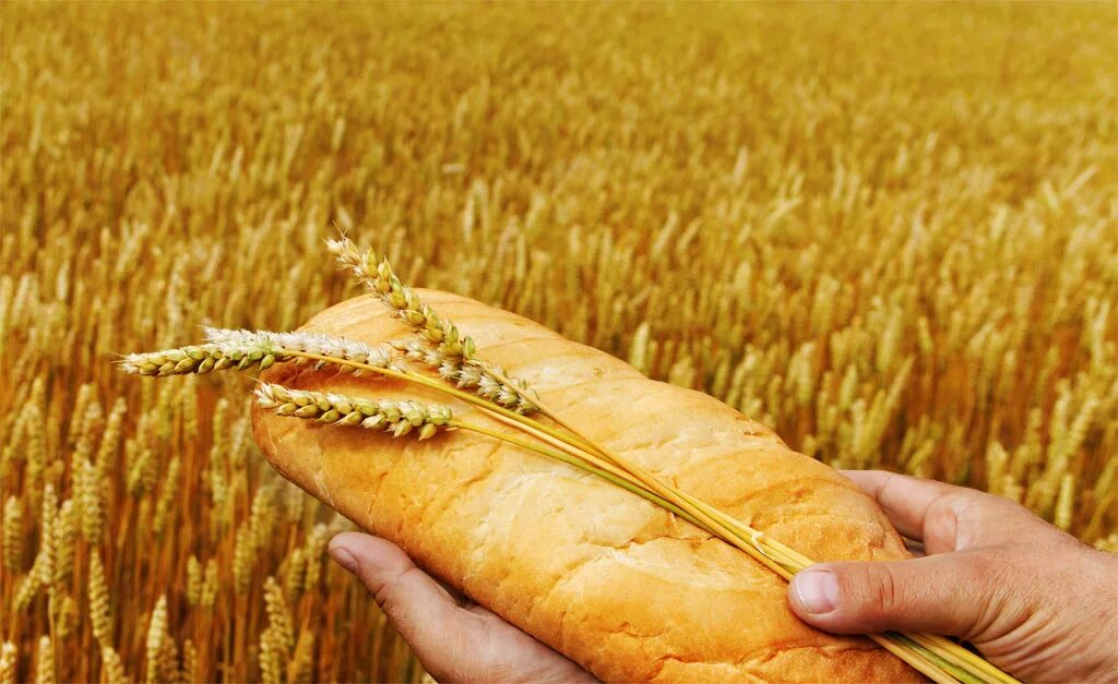 Хлеб в поле. Колосья хлеба. Хлебное поле и хлеб. Урожай зерна на полях.