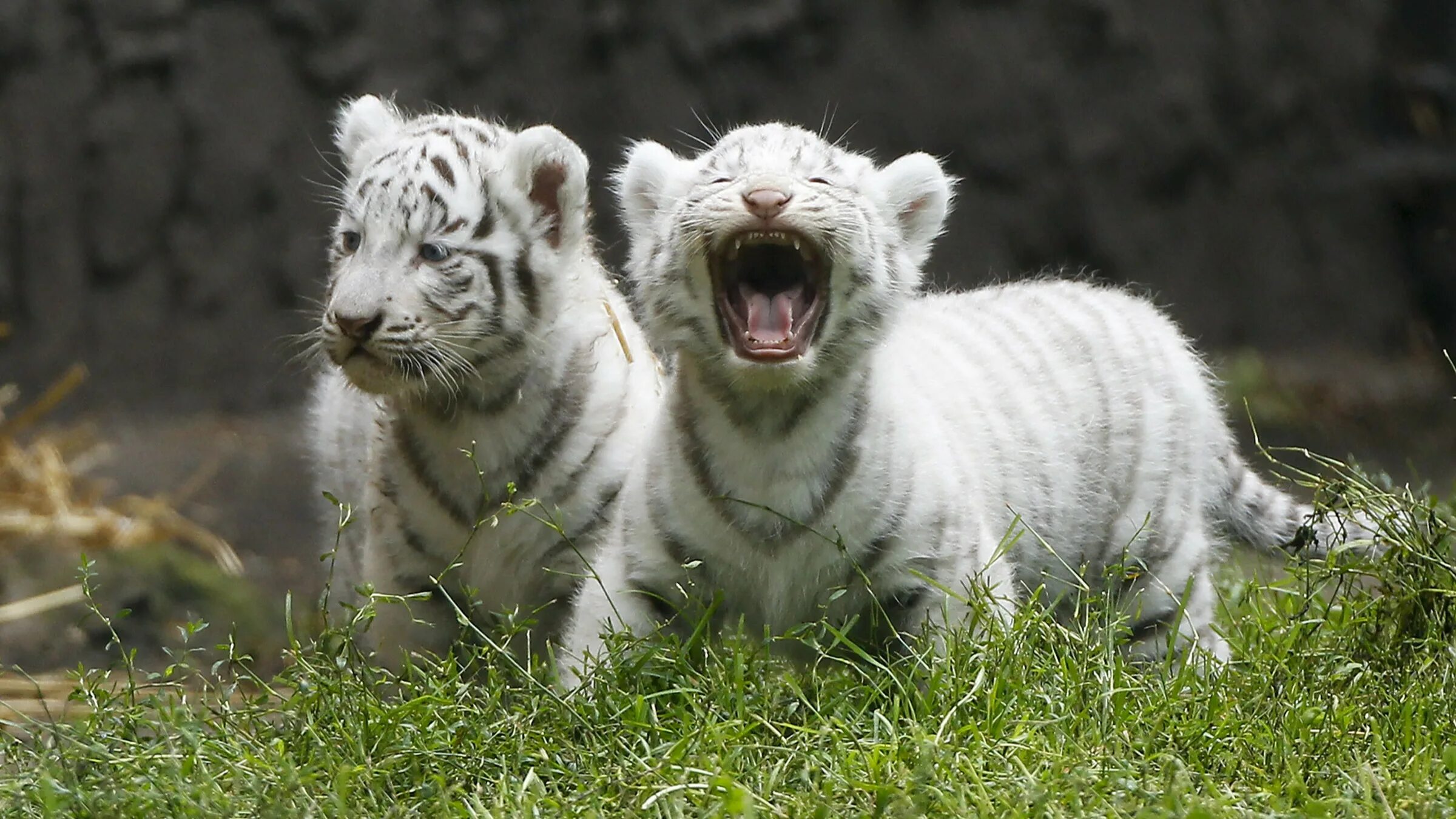 Живут белые тигры. Белый тигр альбинос. Амурский тигр белый. Тигр альбинос в Московском зоопарке. Амурский тигр альбинос.