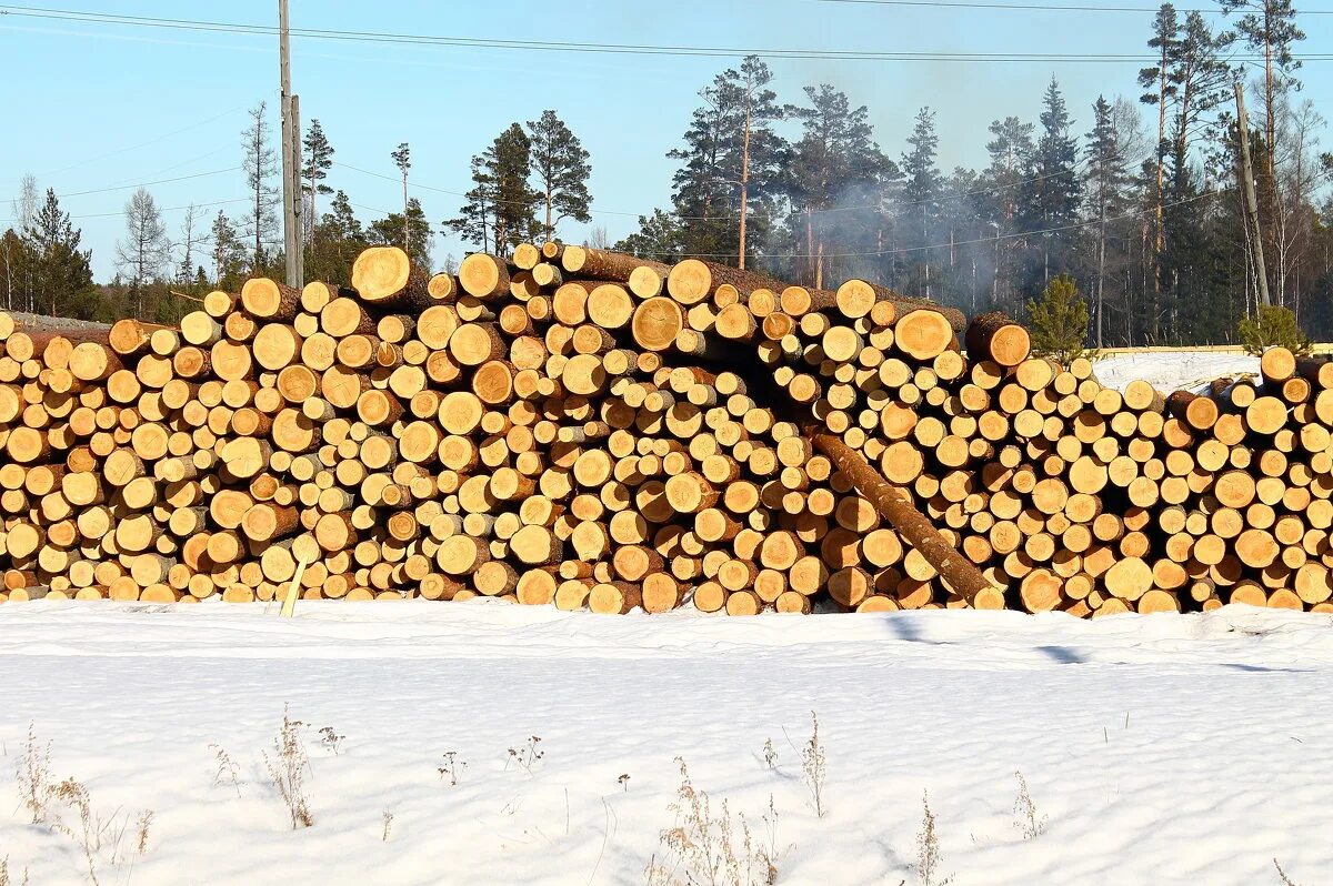 Заготовка древесины. Заготовка леса. Лесозаготовки в России. Бревно в лесу.