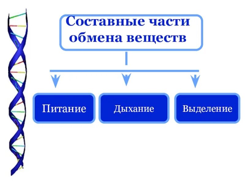 Различия живой и человек. Система дыхания человека схема. Принцып здорового образ жизни. Схема питание дыхание. Органы дыхания.
