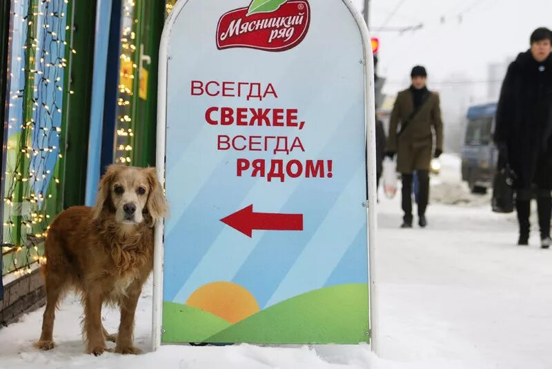 Всегда свежее. Всегда рядом реклама. Всегда свежее всегда рядом мясо. Стенд с рекламой собака.