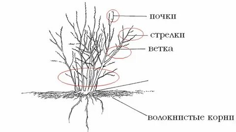 Схема дерева и куста