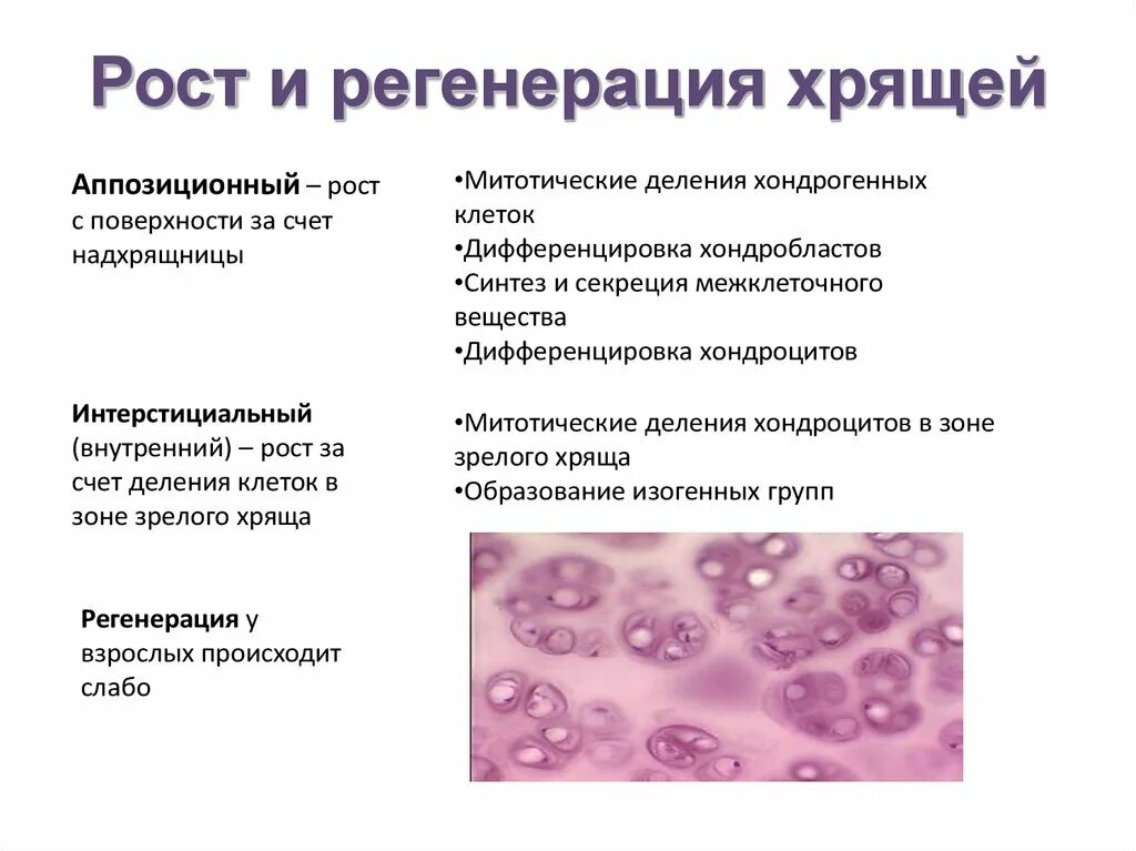 Малодифференцированные клетки хрящевой ткани. Аппозиционный рост хрящевой ткани. Регенерация гиалинового хряща. Регенерация волокнистого хряща.