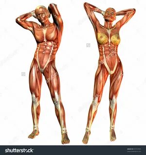 Мышечная система женщины