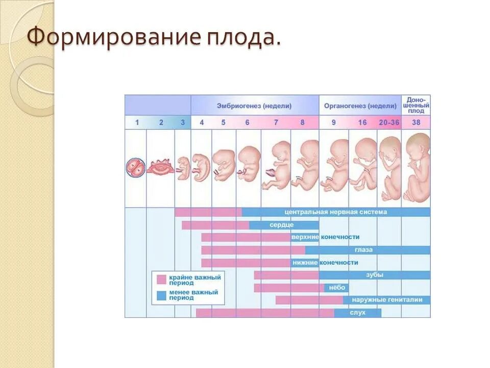 Эмбрион 4 недели 4 дня. Плод на 4 неделе беременности от зачатия. плод 3-4 недели беременности размер плода. зародыш на 4 неделе беременности размер плода. эмбрион 4 недели размер плода.