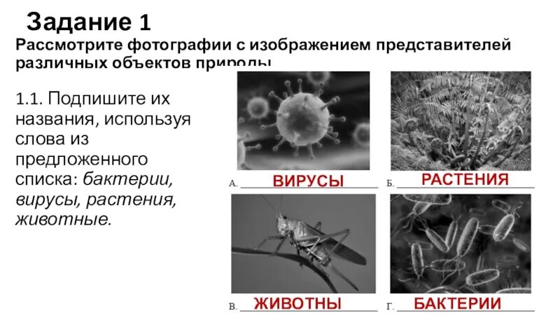 Почему вирусы выпадают из общего ряда. Представителей различных объектов. Вирусы бактерий и растений. Представители различных объектов природы. ВПР по биологии вирусы бактерии растении.