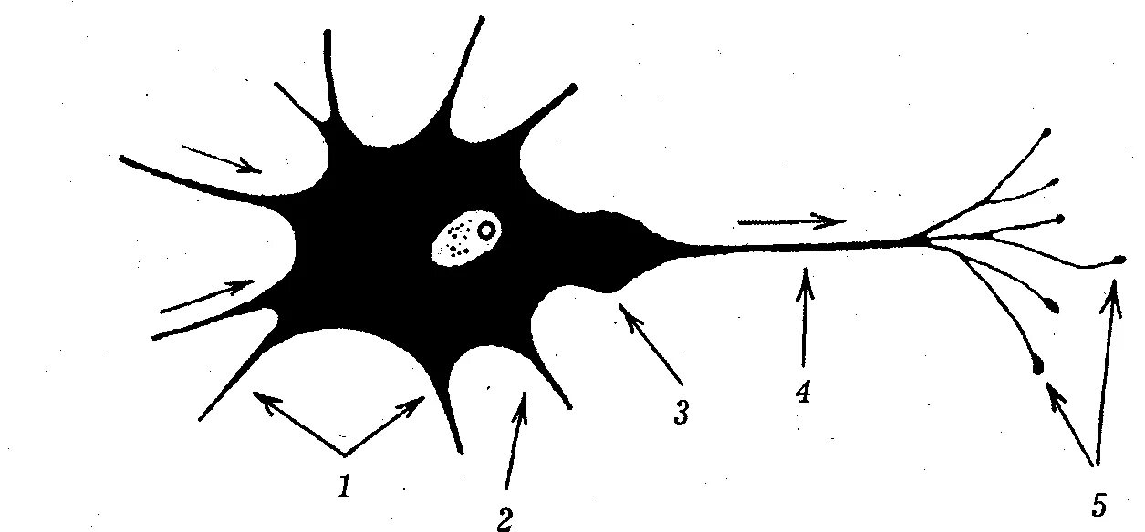 Короткие сильно ветвящиеся отростки. Строение нейрона рисунок. Рис. 9. Нейрон (схема) и его компоненты:. Цепь нейронов схема. Нейрон контур.