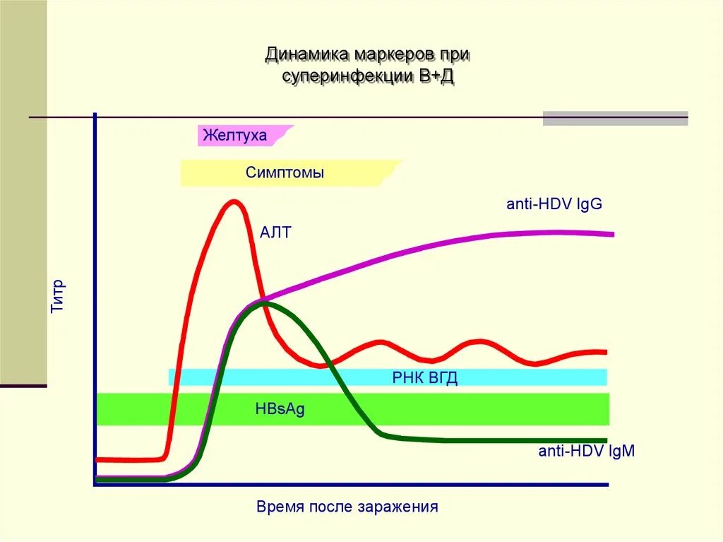 Динамика маркеров гепатита б. Динамика маркеров ВГС. Суперинфекция маркеры. Anti-HBSAG динамика.