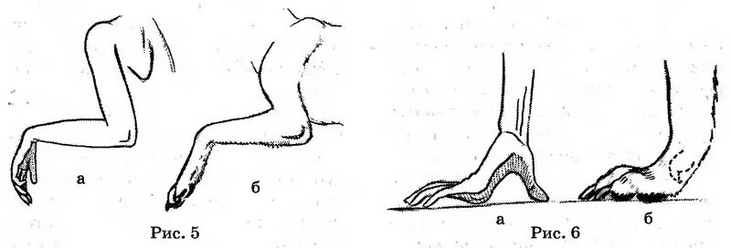 Пальцы у собак на передних лапах. Согнутые лапы. Лапа собаки согнутая.