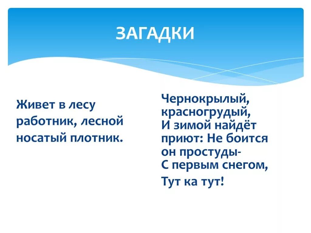 Загадки про живет. Загадки Архангельской области. Загадки про Архангельскую область для детей. Загадки про Архангельскую область с ответами. Загадки про Архангельск.